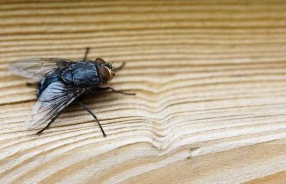 Tips Efektif Usir Lalat di Rumah, Tak Hanya Gunakan Kantong Plastik dan Air 